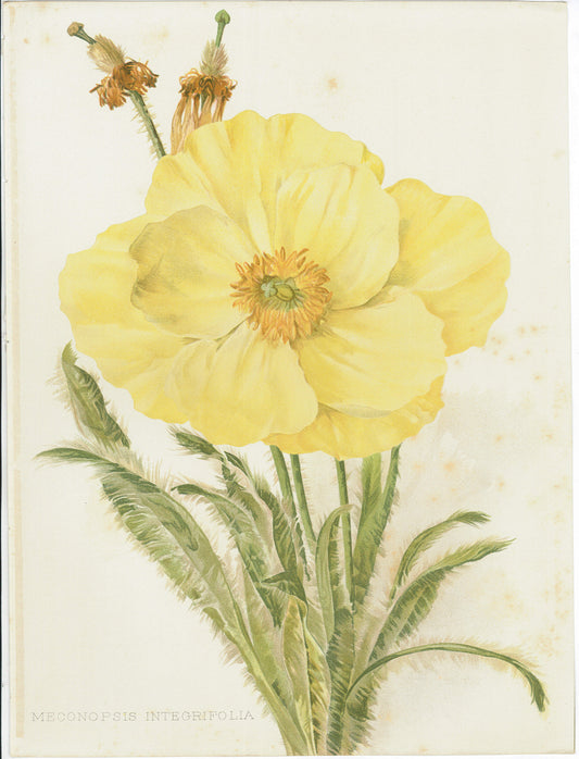 Flora and Sylva 1905 | Casa Perlo