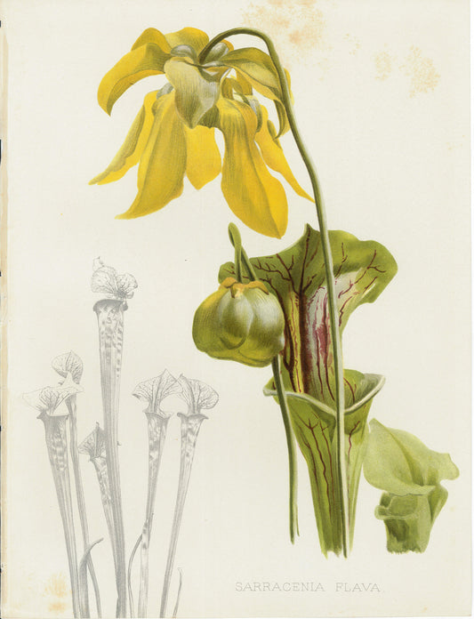 Flora and Sylva 1905 | Casa Perlo