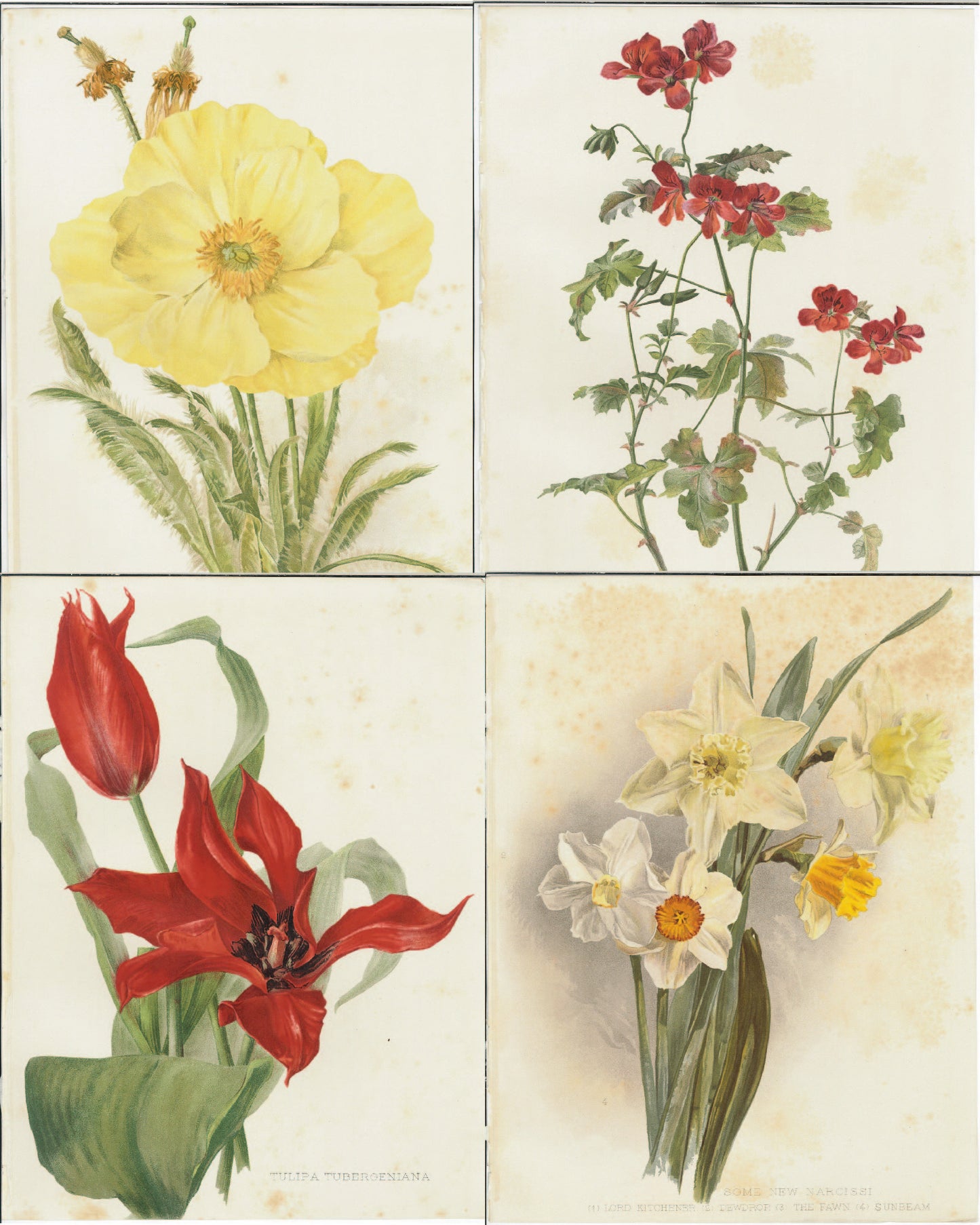 Flora and Sylva 1905 | Casa Perlo
