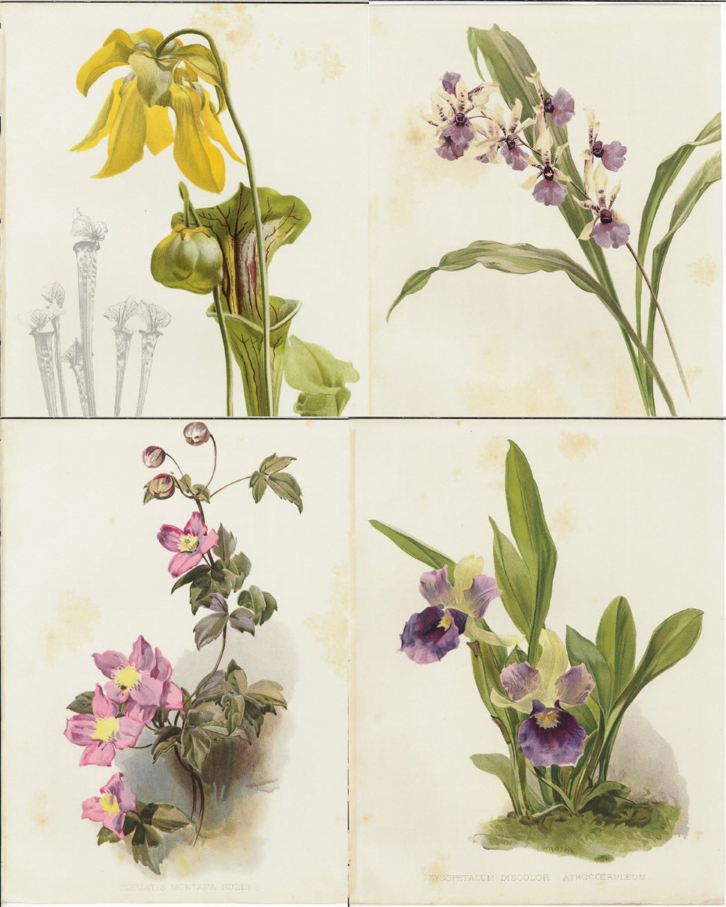 Flora and Sylva 1905 | Casa Perlo