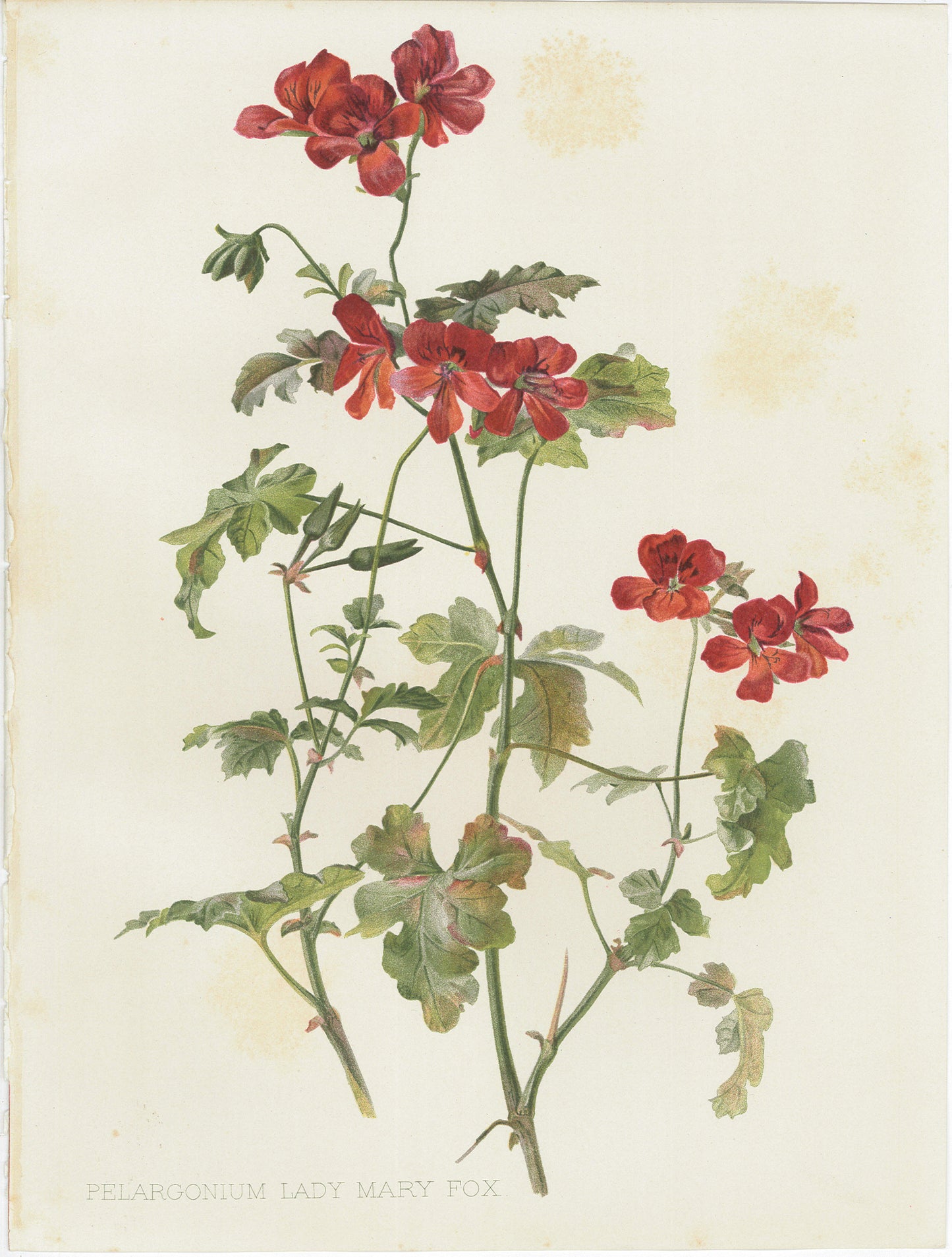 Flora and Sylva 1905 | Casa Perlo