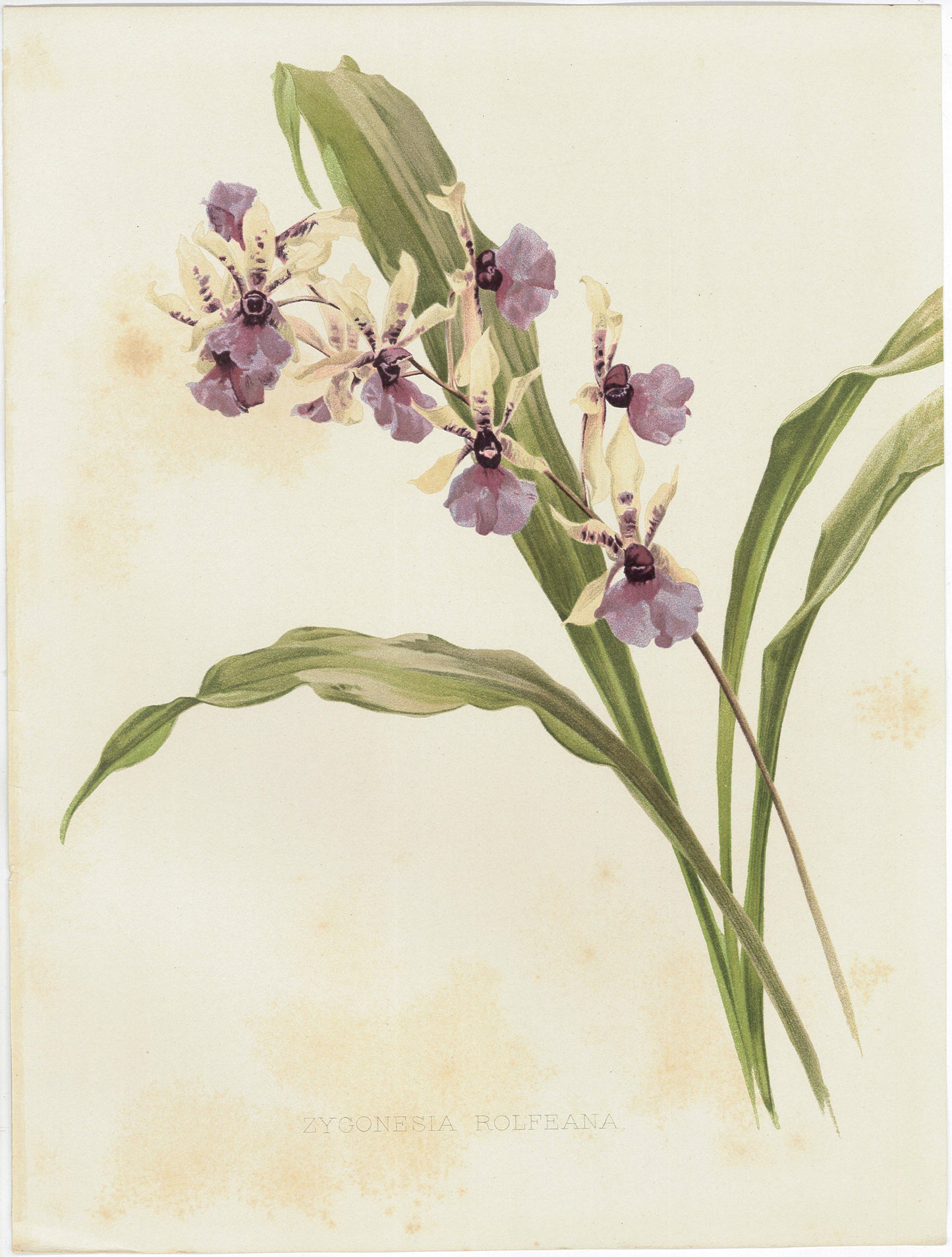 Flora and Sylva 1905 | Casa Perlo