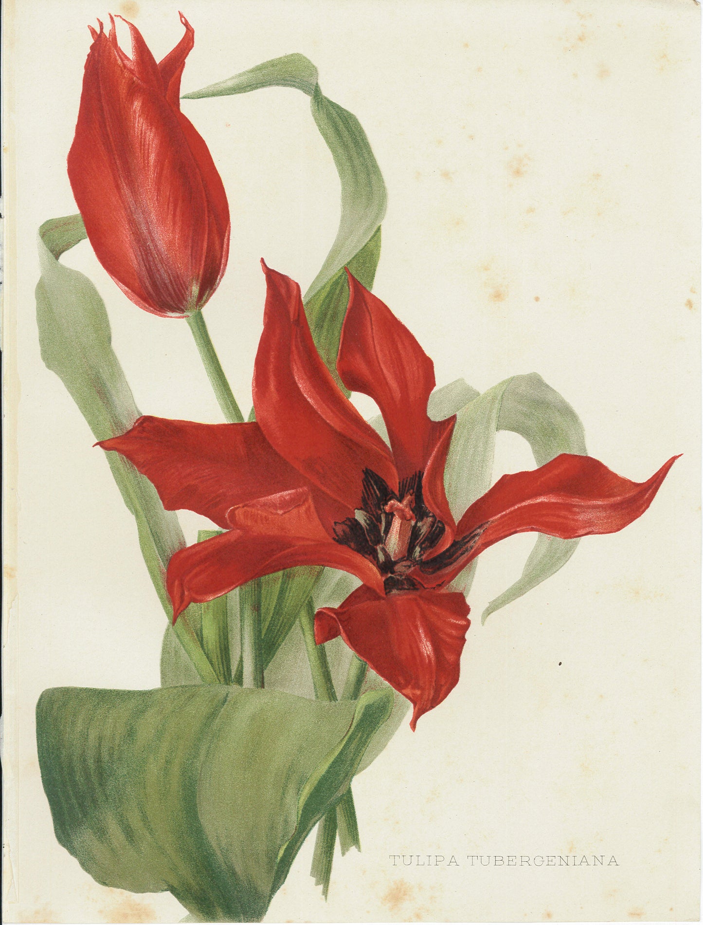 Flora and Sylva 1905 | Casa Perlo