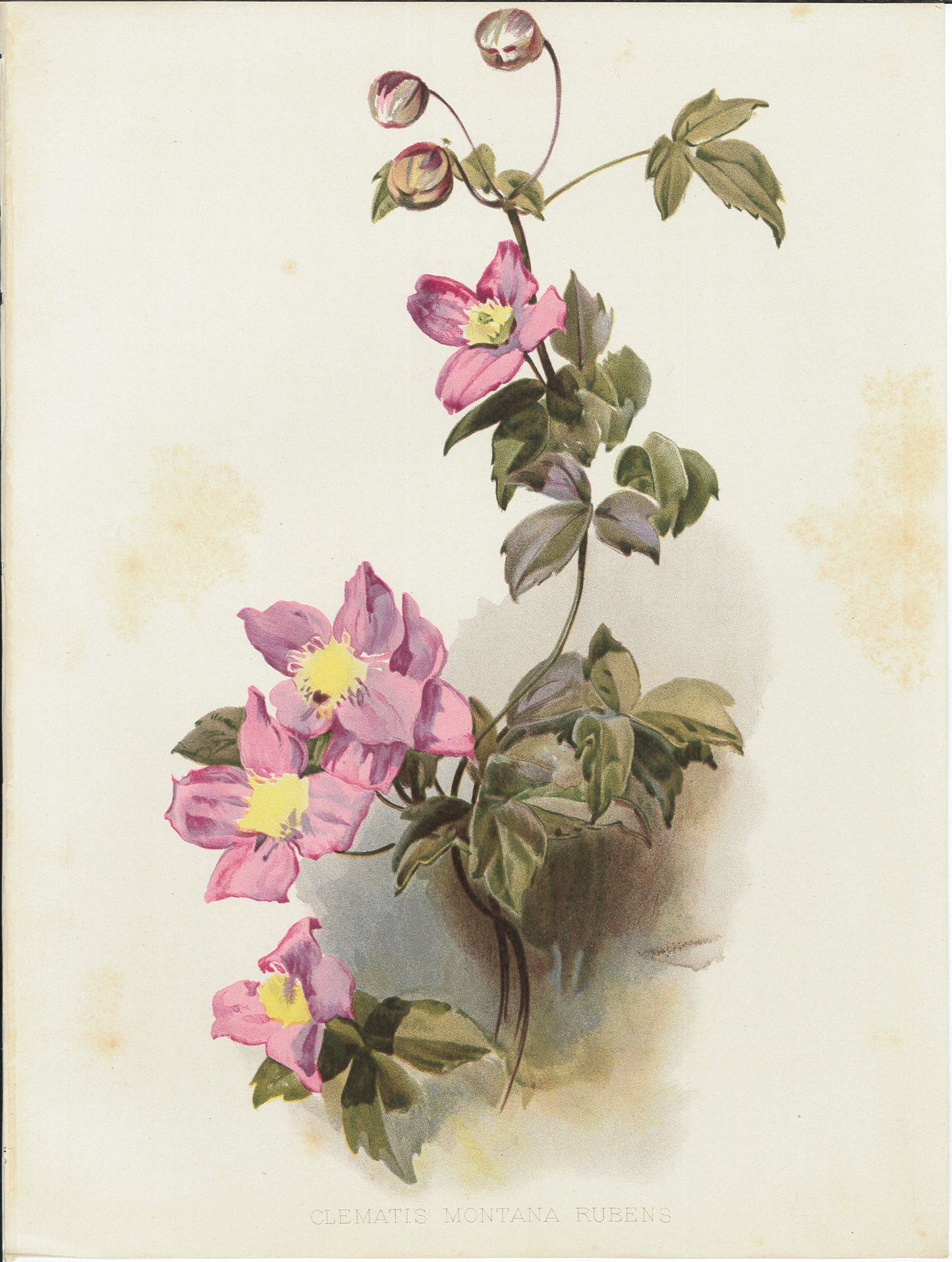 Flora and Sylva 1905 | Casa Perlo