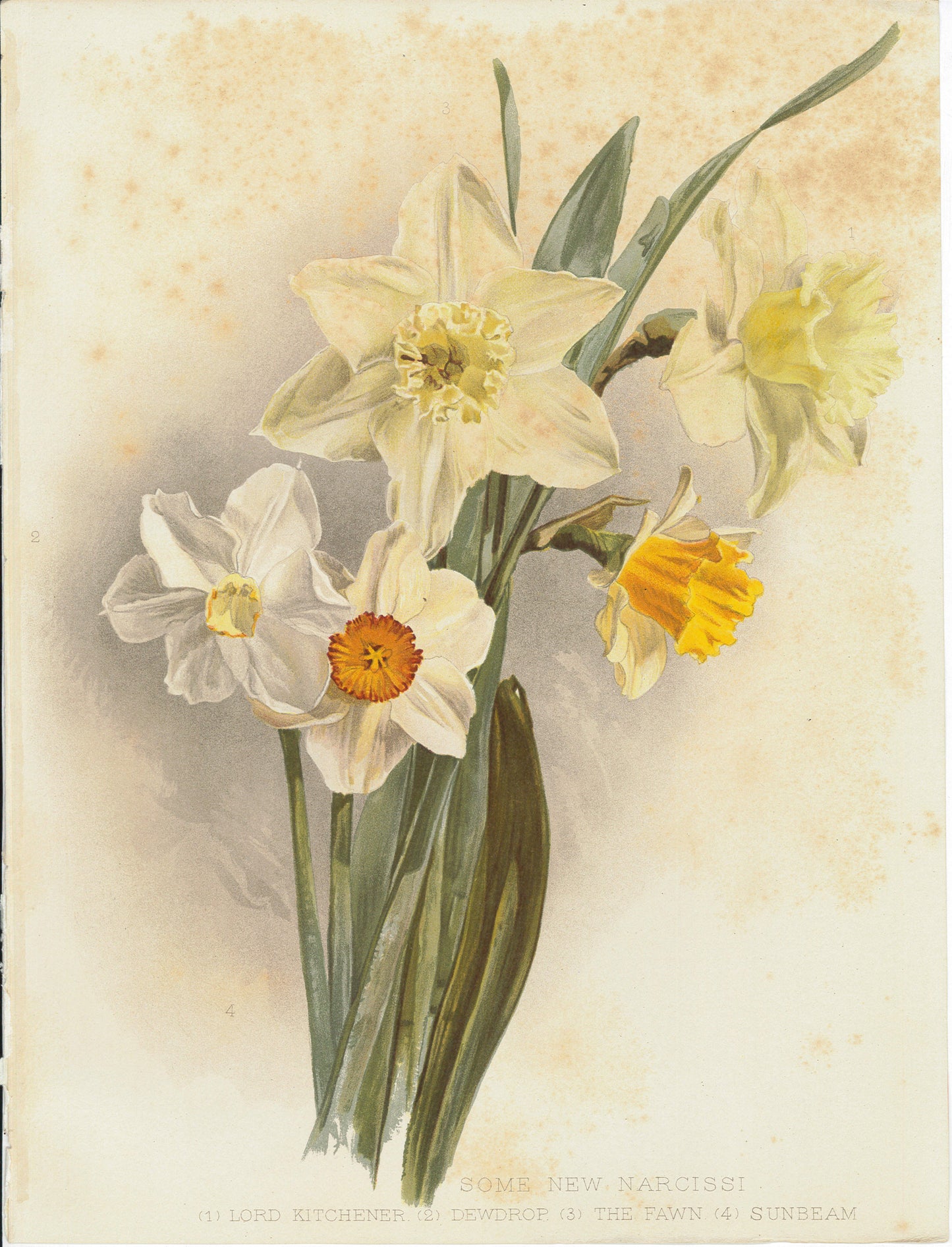 Flora and Sylva 1905 | Casa Perlo