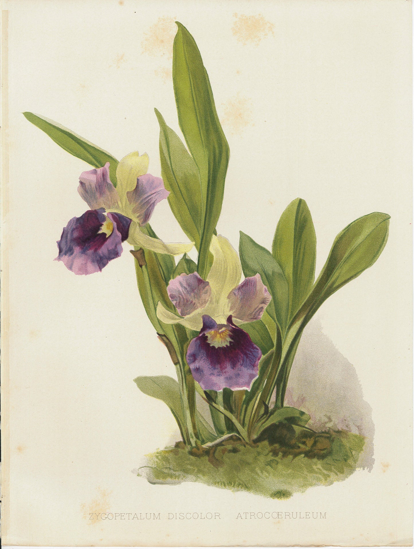 Flora and Sylva 1905 | Casa Perlo